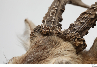 European roe deer antler head 0009.jpg